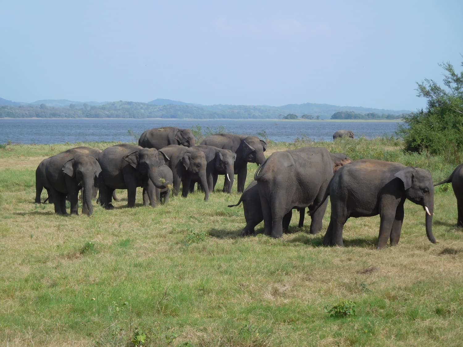 A large herd of wild elephants grazing on the shore of Minneriya reservoir