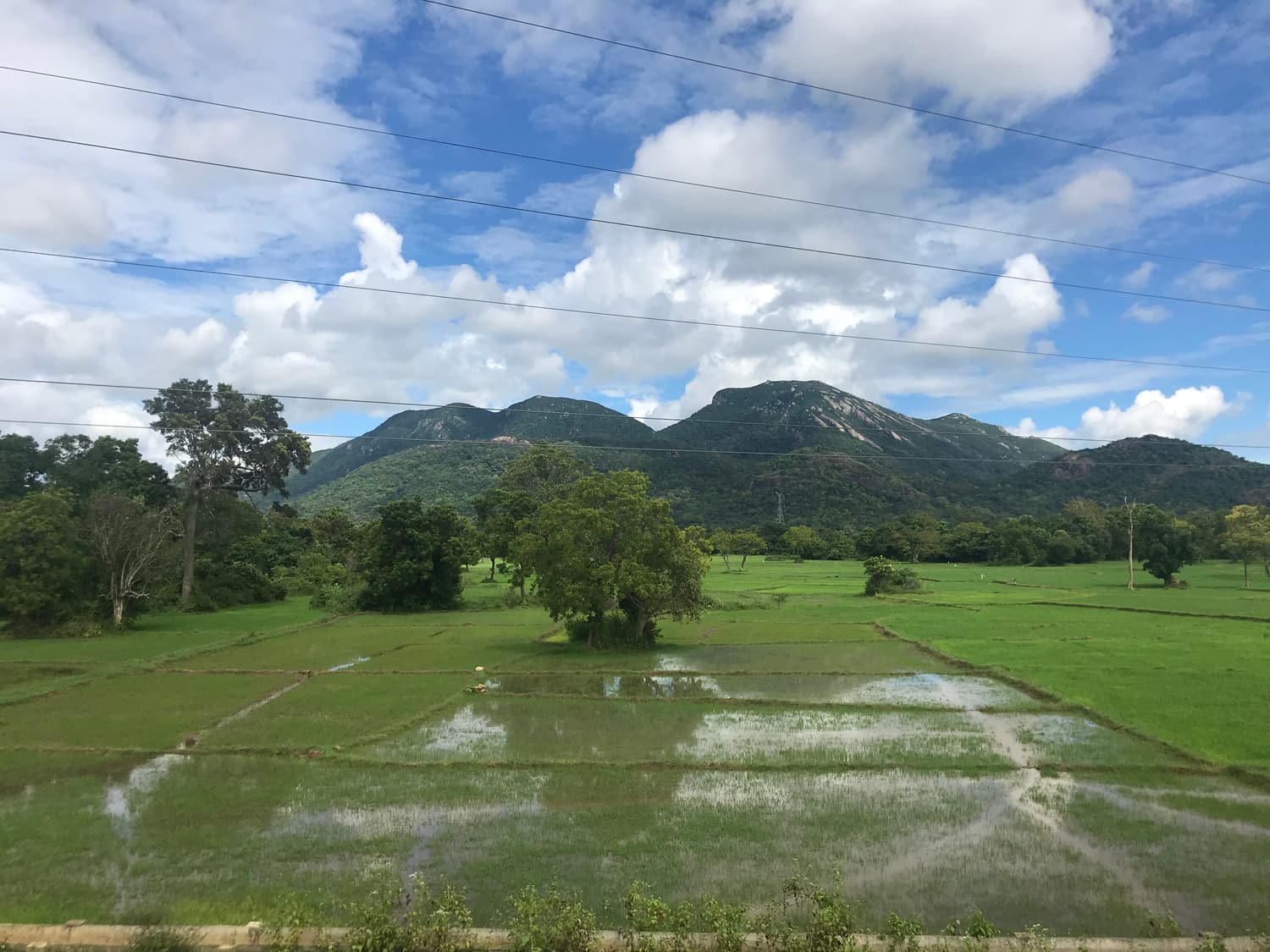Paddy fields below the forested Ritigala range in the dry zone