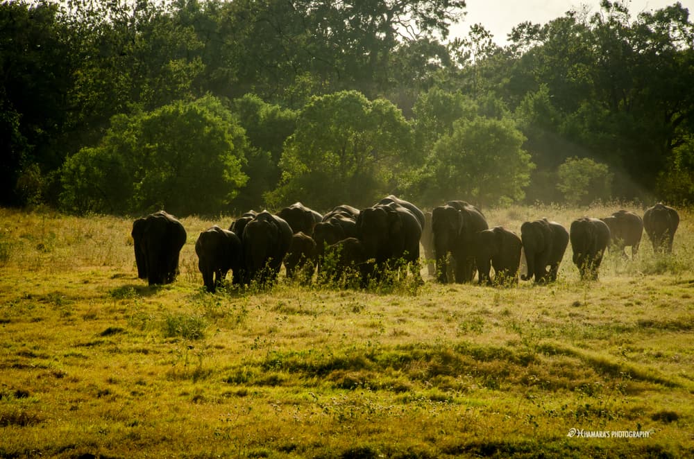A long line of wild elephants crossing the grassland of Minneriya National Park