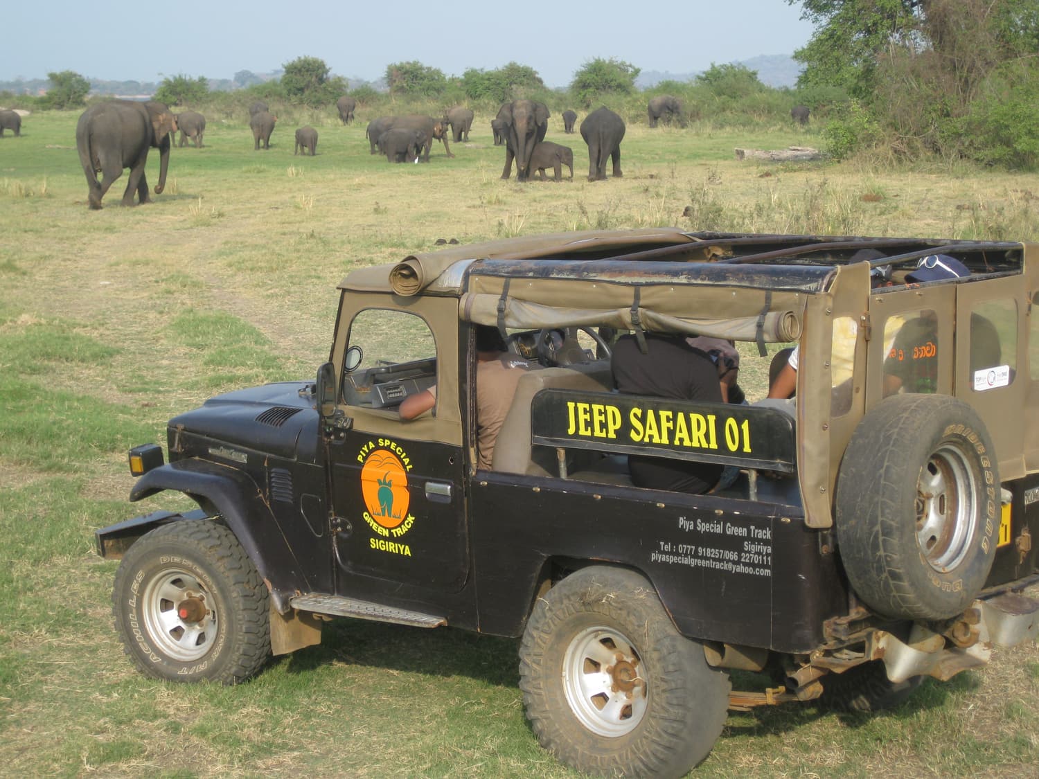 An open safari jeep parked on the grass at Minneriya with a herd of elephants behind it