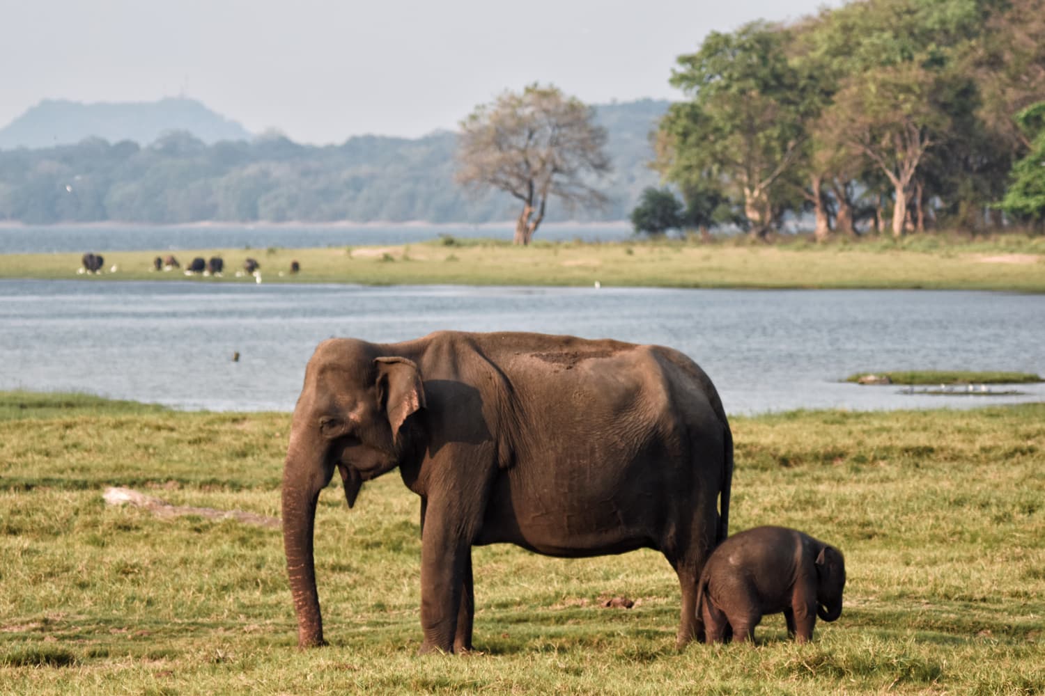 A mother elephant and her calf grazing beside a reservoir in the dry zone